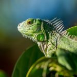 Dreams About Lizards – Interpretation and Meaning