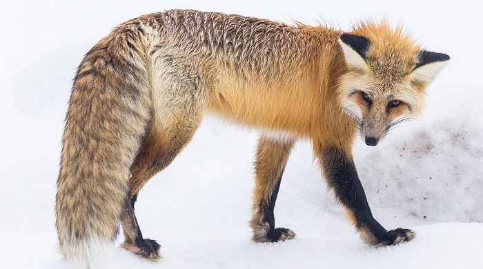 spiritual-meaning-of-fox-crossing-your-path