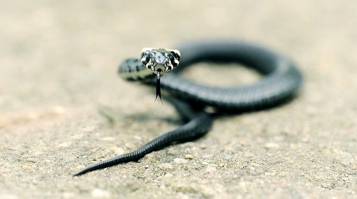 Spiritual Meaning of Snake Crossing Your Path