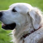 White Dog – Dream Meaning and Symbolism