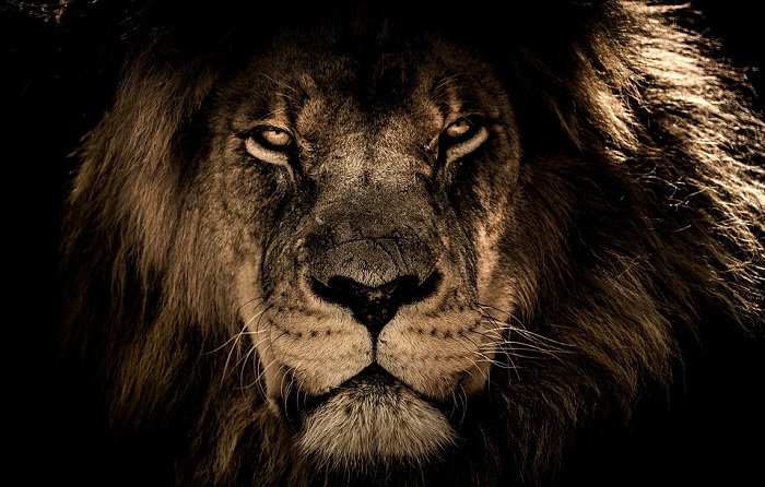 10 Animals That Symbolize and Represent Strength