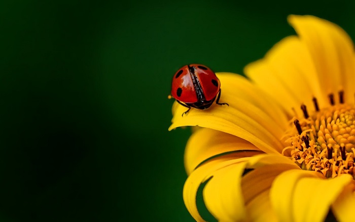 Are Ladybugs Good Luck 