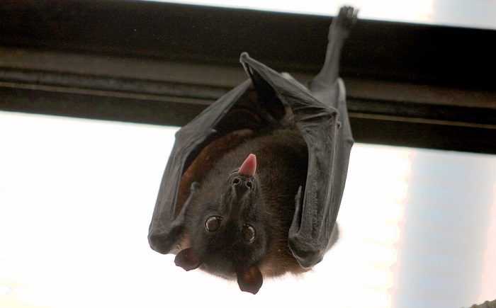 Seeing Bat In House Meaning And Symbolism