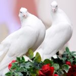 Spiritual Meaning of a Pair of Doves