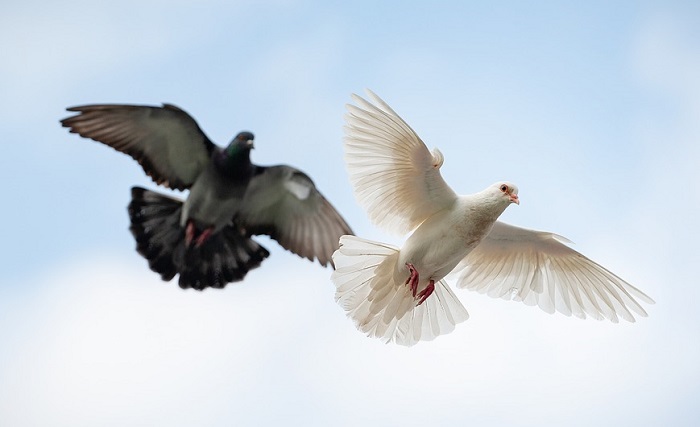 spiritual-meaning-of-a-pair-of-doves