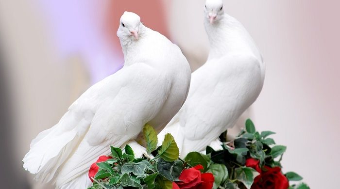 Doves meaning two An Examination