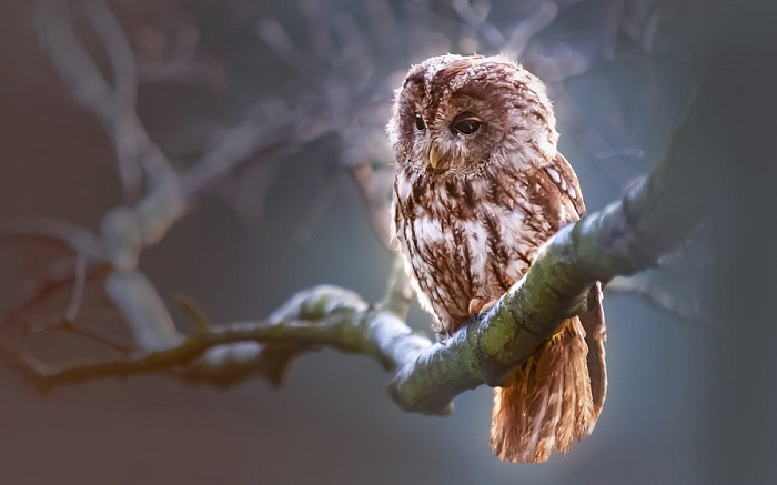 What Does It Mean When A Barn Owl Crosses Your Path