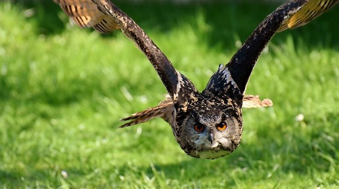 What Does It Mean When An Owl Crosses Your Path 