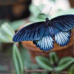 Blue Butterfly – Meaning and Symbolism