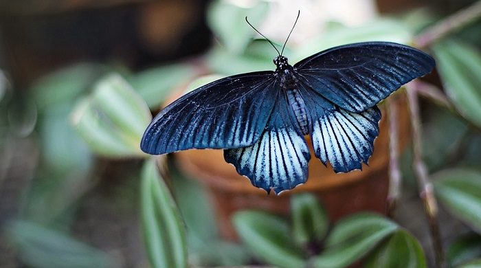 blue-butterfly-meaning-and-symbolism