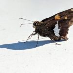 Brown Moth – Meaning and Symbolism