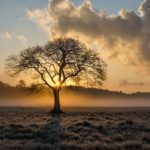 Oak Tree – Meaning and Symbolism