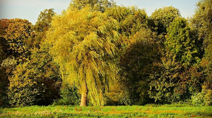 willow-tree-meaning-and-symbolism