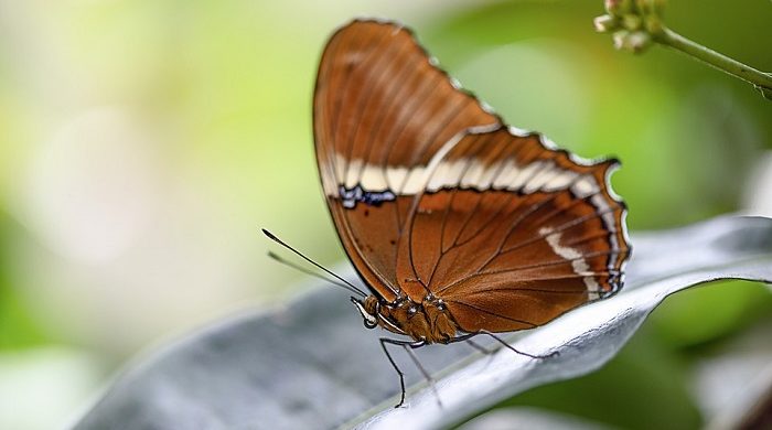 Brown Butterfly Meaning And Symbolism