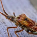 Dream About Bed Bugs – Meaning and Symbolism