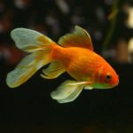 Dream of Goldfish – Meaning and Symbolism