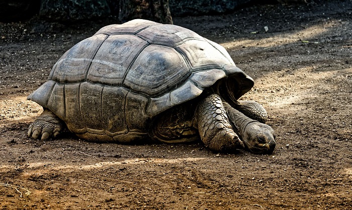 Dream of Tortoise – Meaning and Symbolism