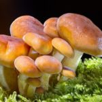 Dreams About Mushrooms – Meaning and Symbolism