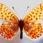 Orange Butterfly – Meaning and Symbolism