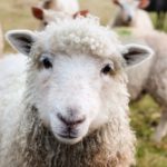 Sheep in Dream – Meaning and Symbolism