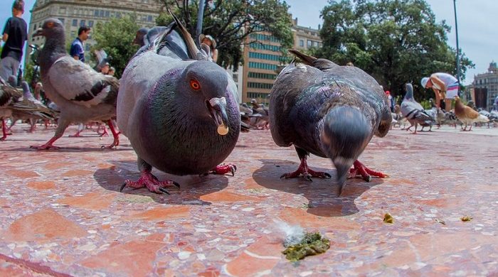 meet-your-neighbors-do-birds-poop-in-the-woods-friends-of-the-fox-river