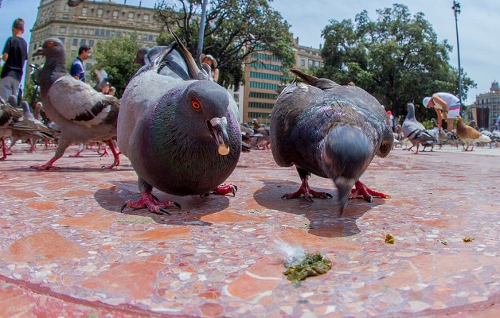 Is it considered good luck if a bird poops on your head