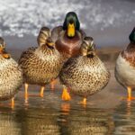 Biblical Meaning of Duck In Dreams