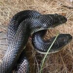 Black Snake in Dream – Meaning and Symbolism