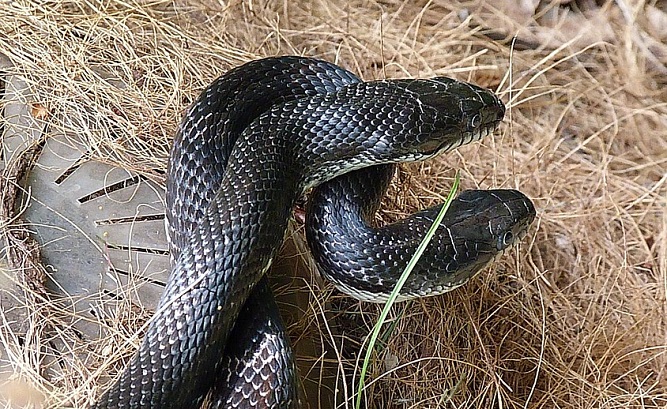 Seeing A Black Snake In Dream Meaning