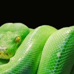 Green Snake Dream – Meaning and Symbolism