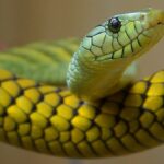 Yellow Snake Dream – Meaning and Symbolism