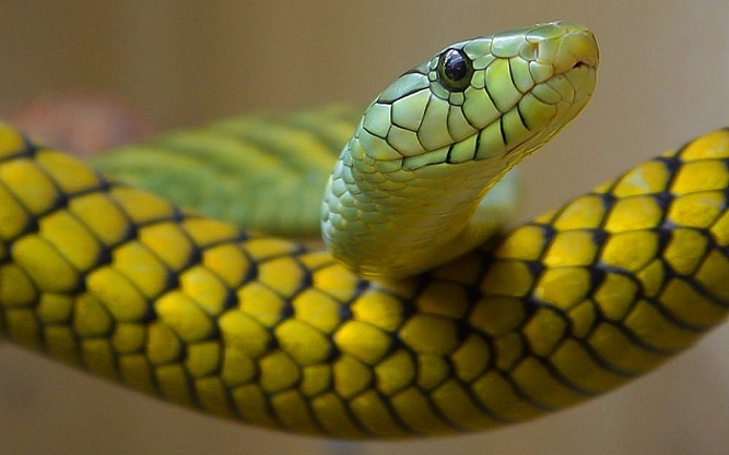 yellow-snake-dream-meaning-and-symbolism