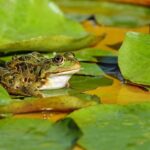 Biblical Meaning of Frogs In Dreams